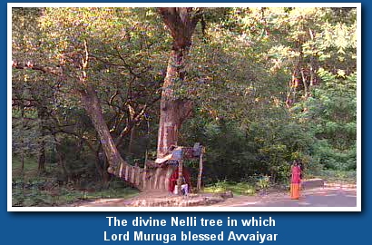 The divine tree near which Lord Muruga blessed avvaiyar, the poetess